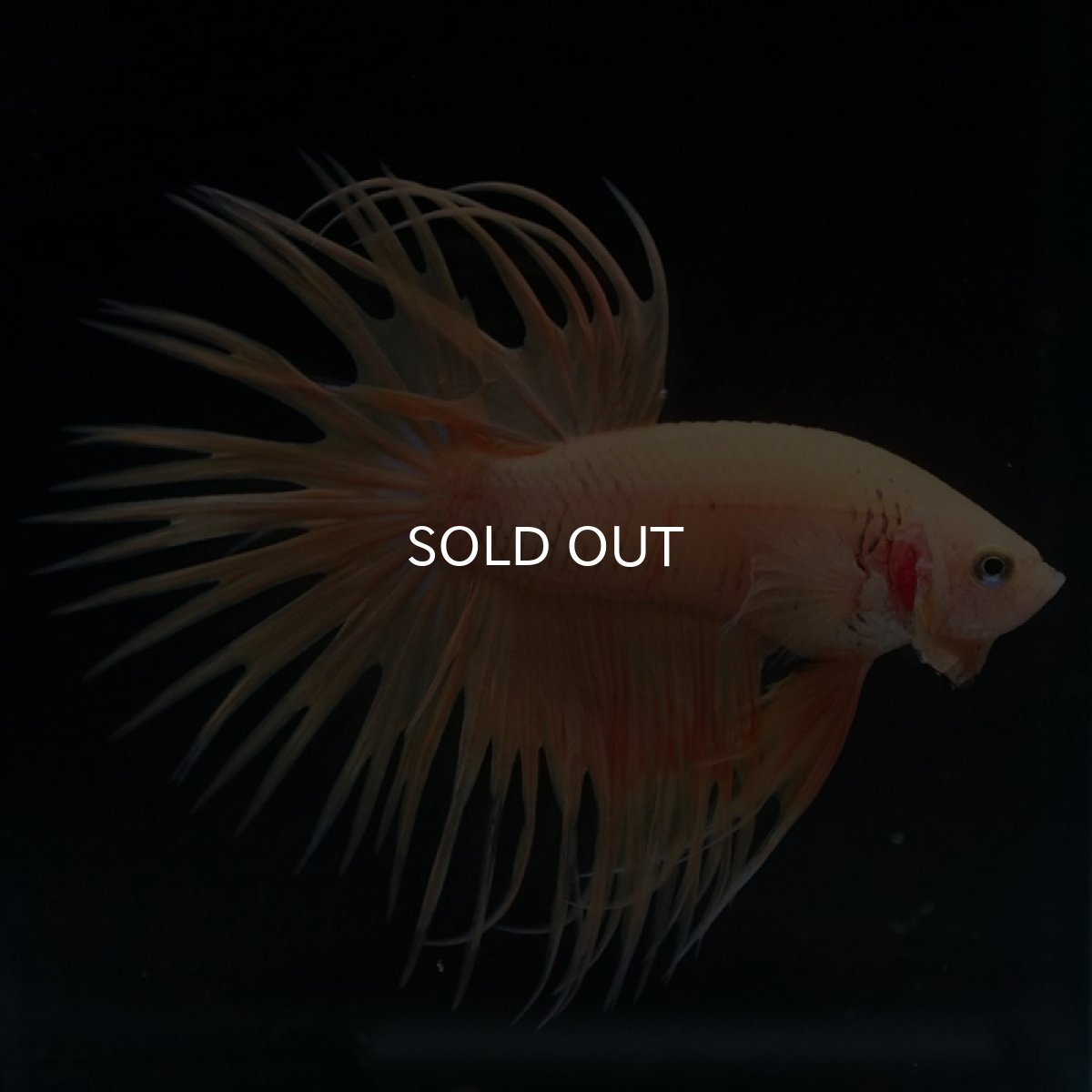 画像2: CT イエロー (2)