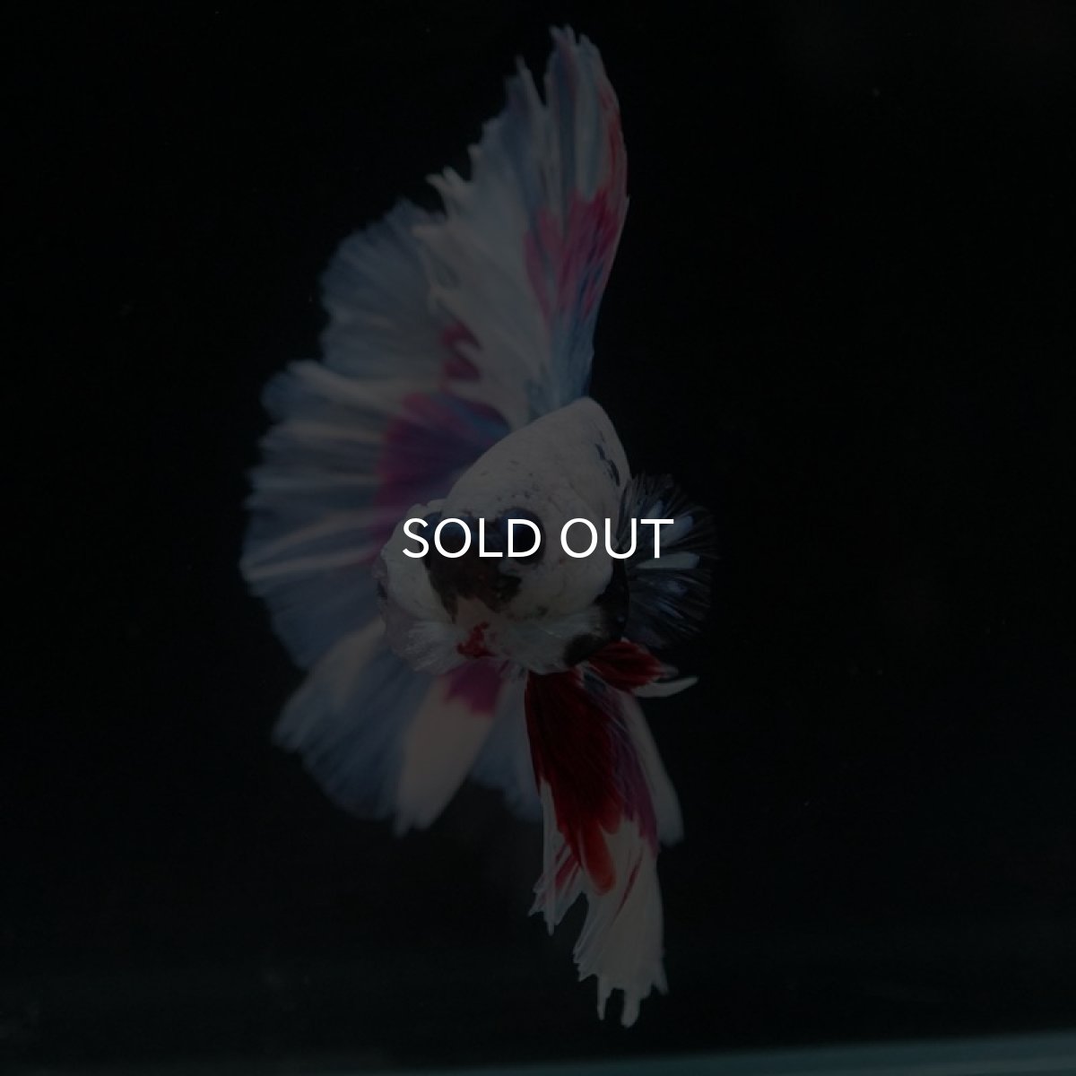 画像4: HM　ファンシー　ローズテール (4)