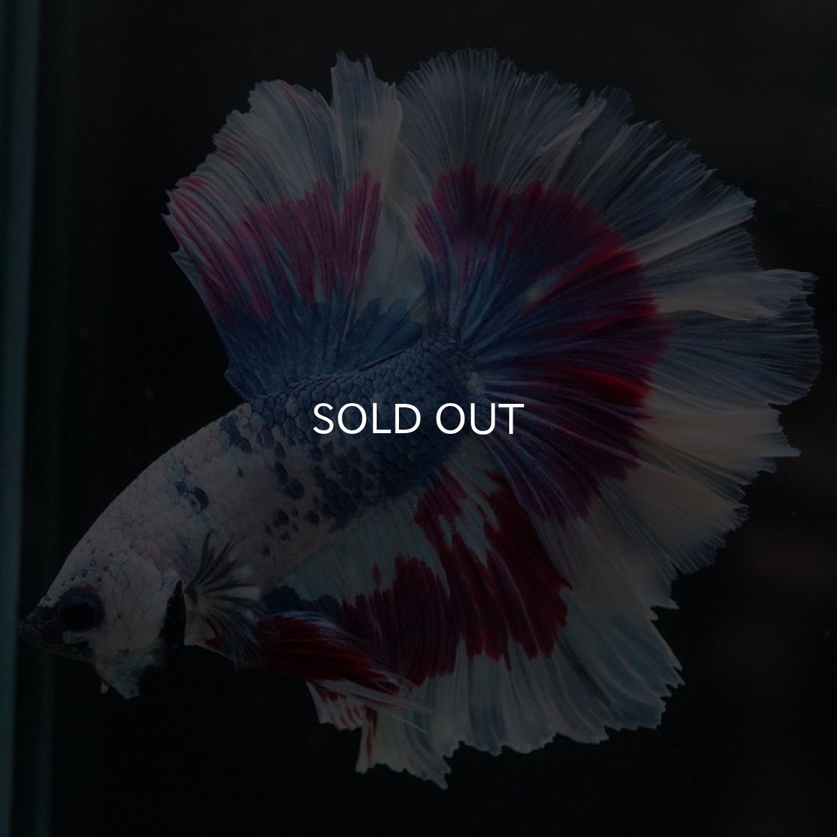 画像7: HM　ファンシー　ローズテール (7)