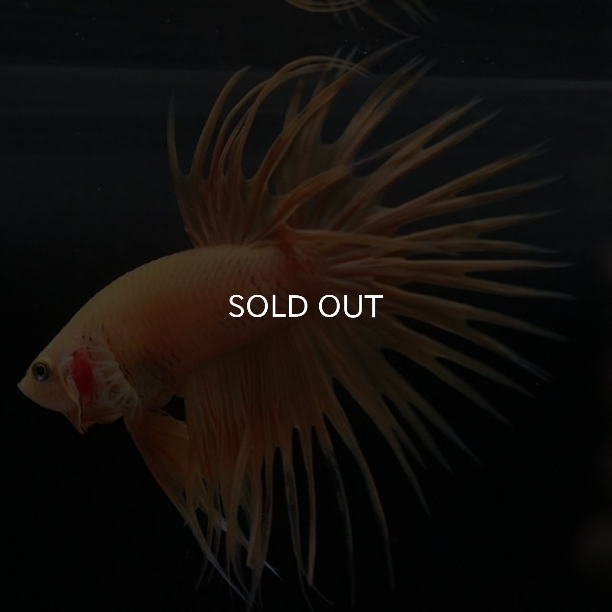 画像3: CT イエロー (3)