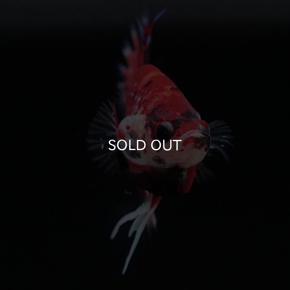 画像10: CTPK キャンディギャラクシー (10)