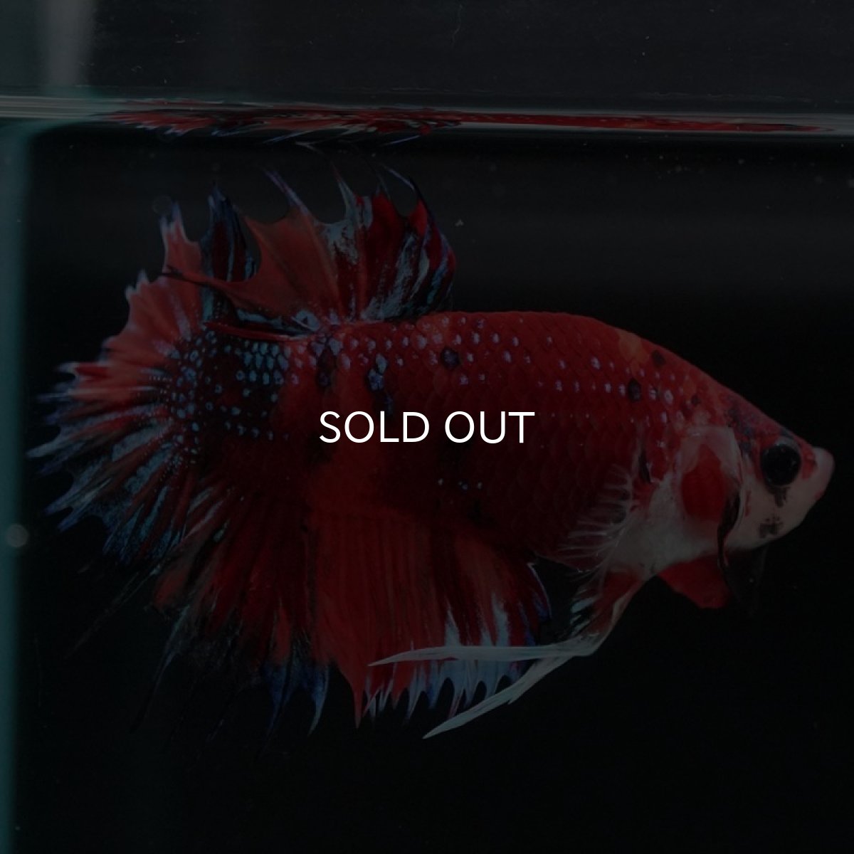 画像7: CTPK キャンディギャラクシー (7)