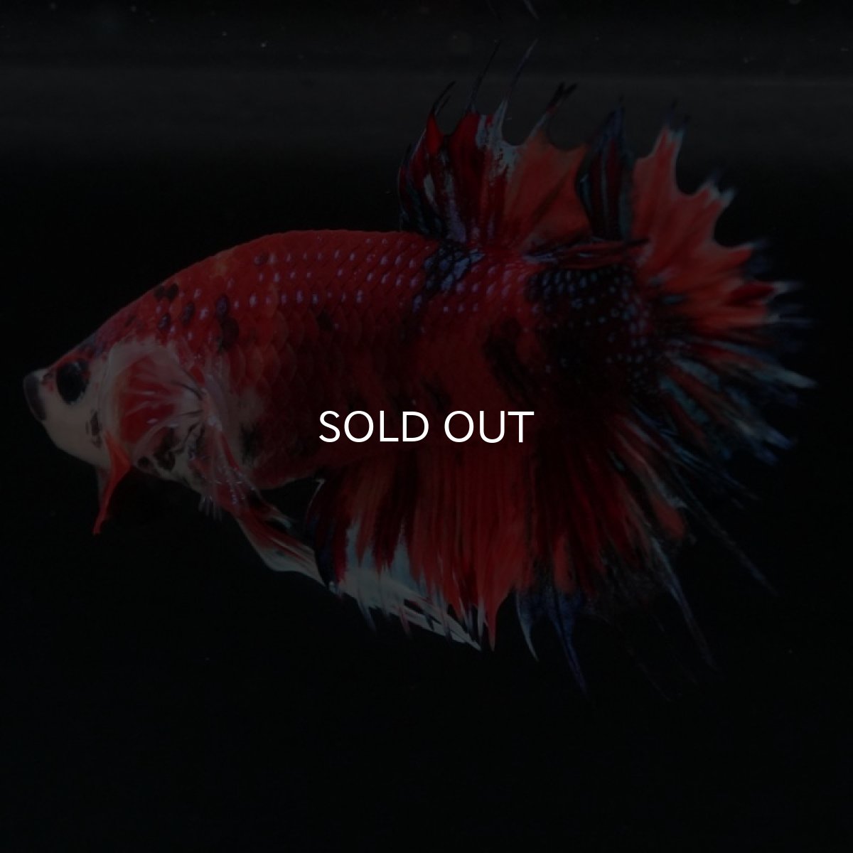 画像9: CTPK キャンディギャラクシー (9)