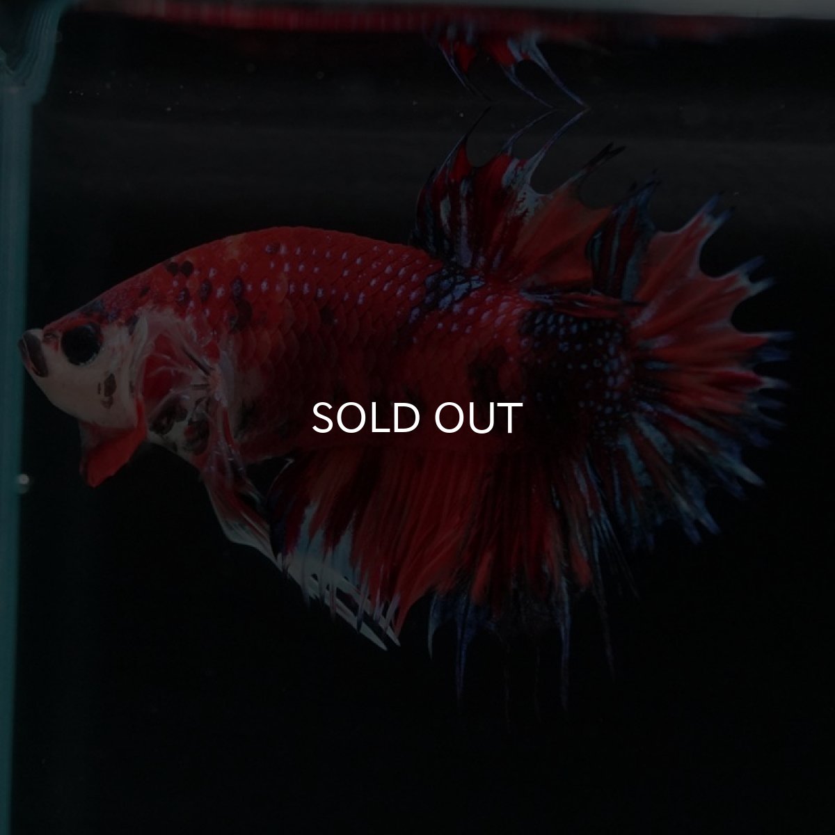 画像8: CTPK キャンディギャラクシー (8)