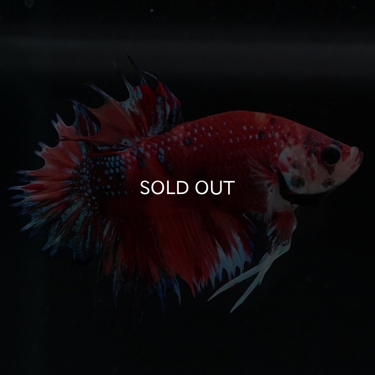 画像5: CTPK キャンディギャラクシー (5)