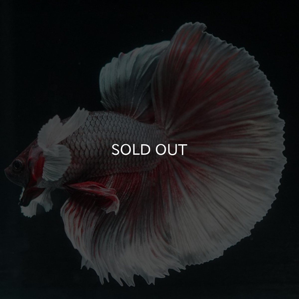 画像7: HMダンボ ファンシーカッパー (7)