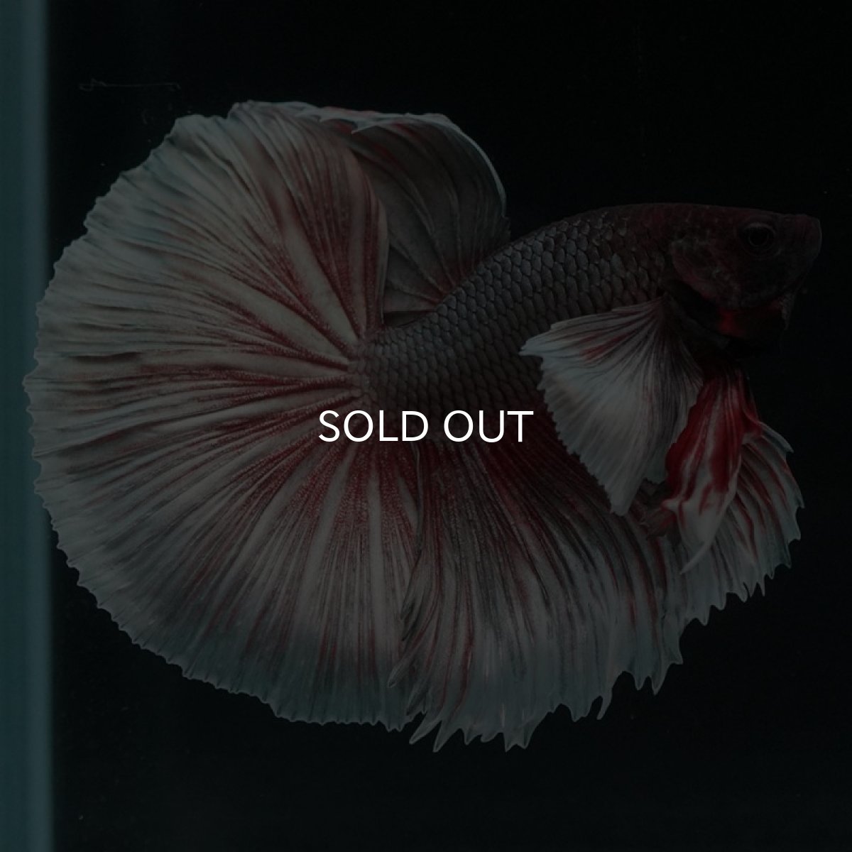 画像2: HMダンボ ファンシーカッパー (2)