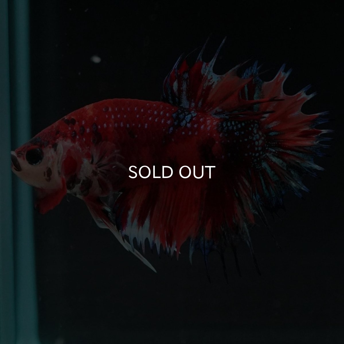 画像6: CTPK キャンディギャラクシー (6)