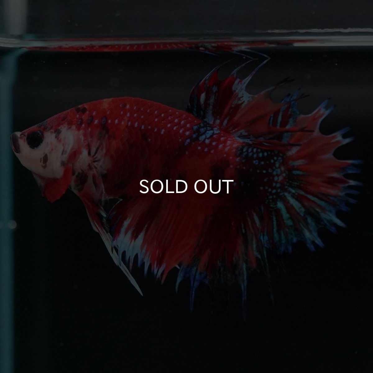 画像2: CTPK キャンディギャラクシー (2)