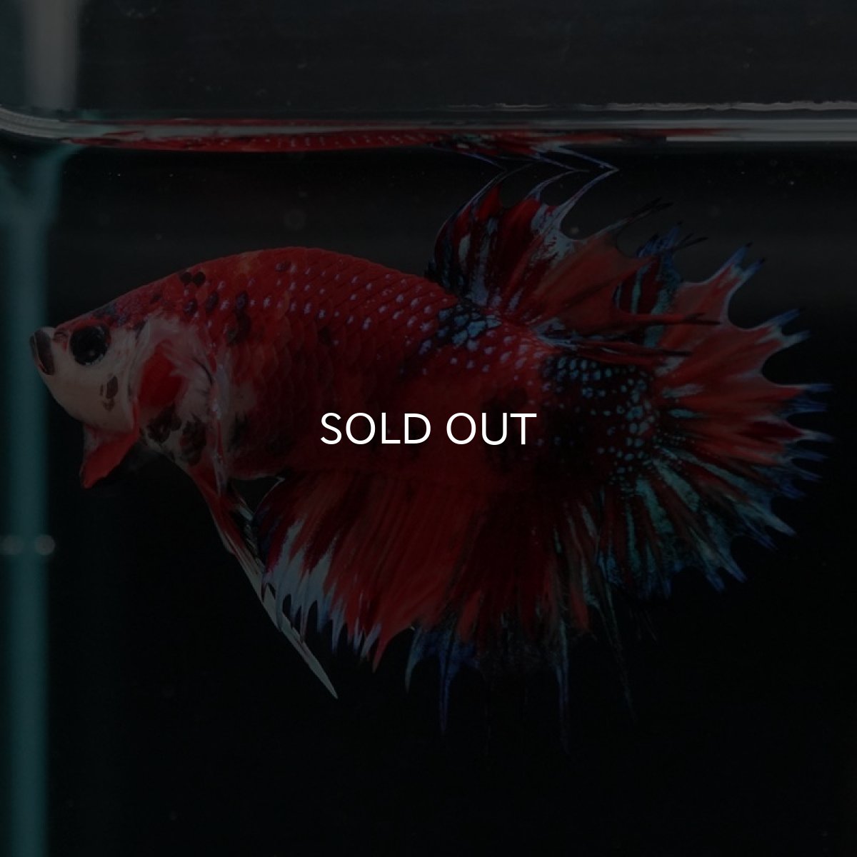 画像4: CTPK キャンディギャラクシー (4)