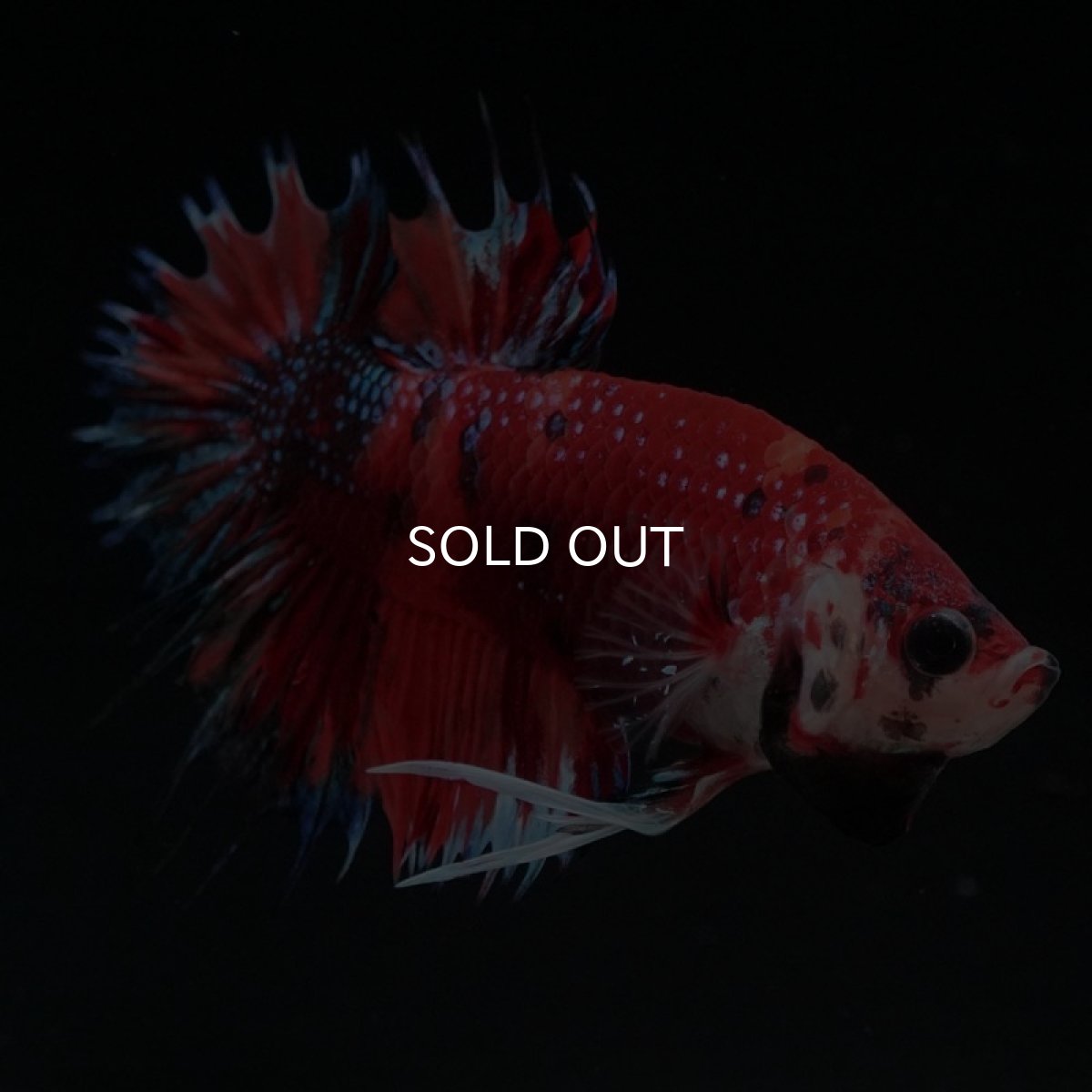 画像3: CTPK キャンディギャラクシー (3)