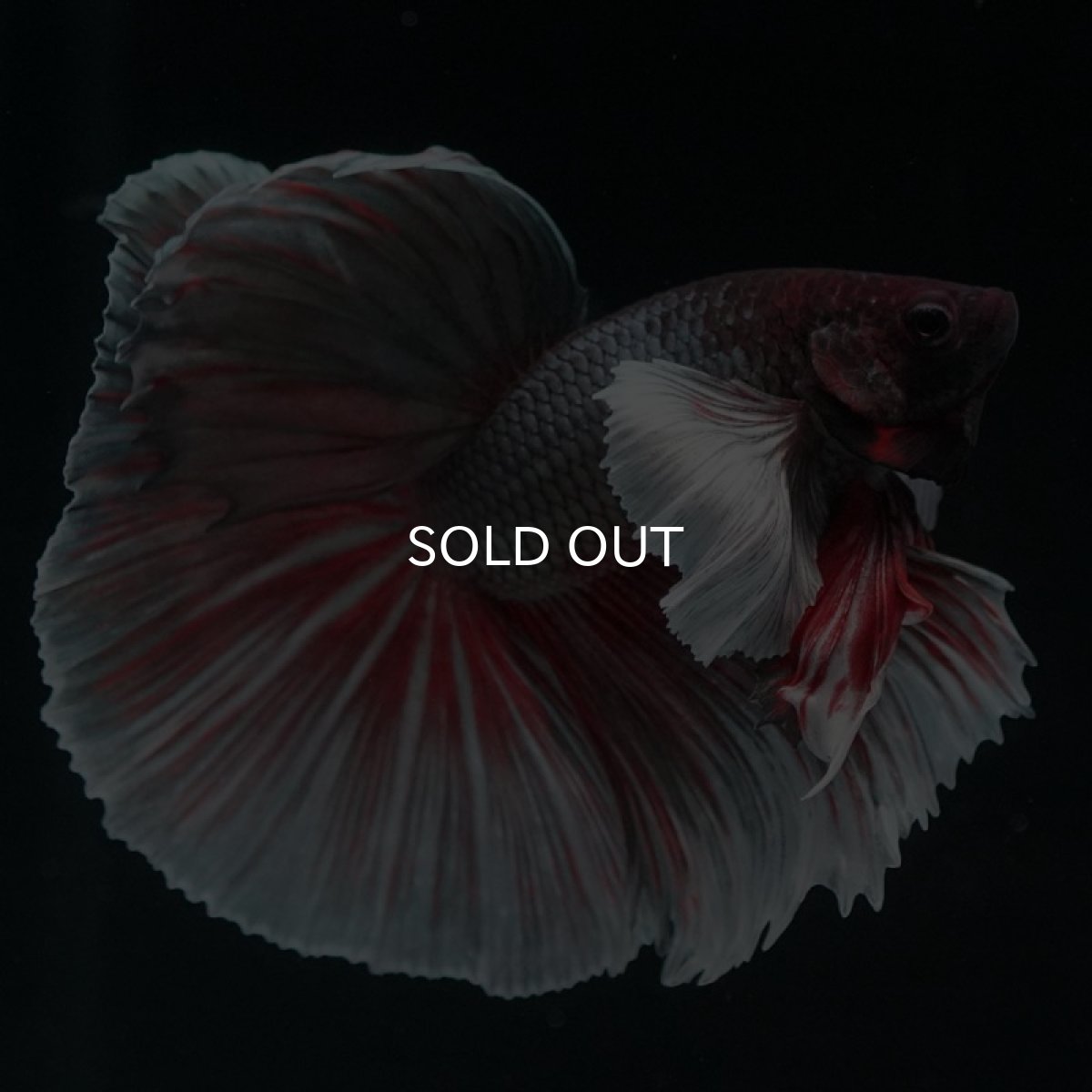 画像5: HMダンボ ファンシーカッパー (5)