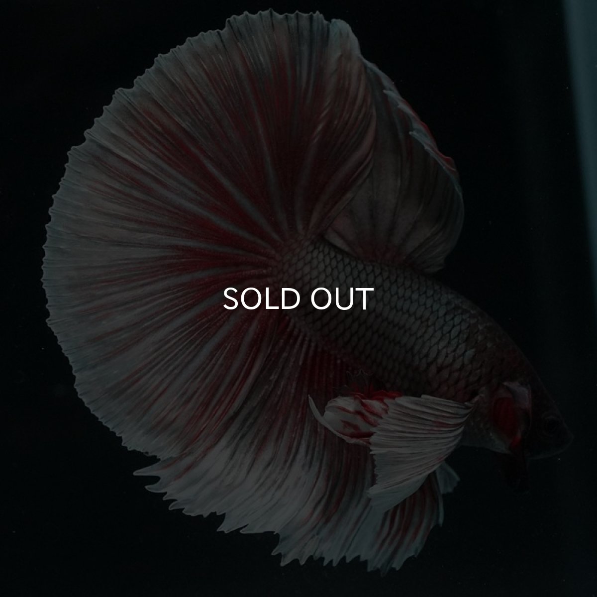 画像6: HMダンボ ファンシーカッパー (6)