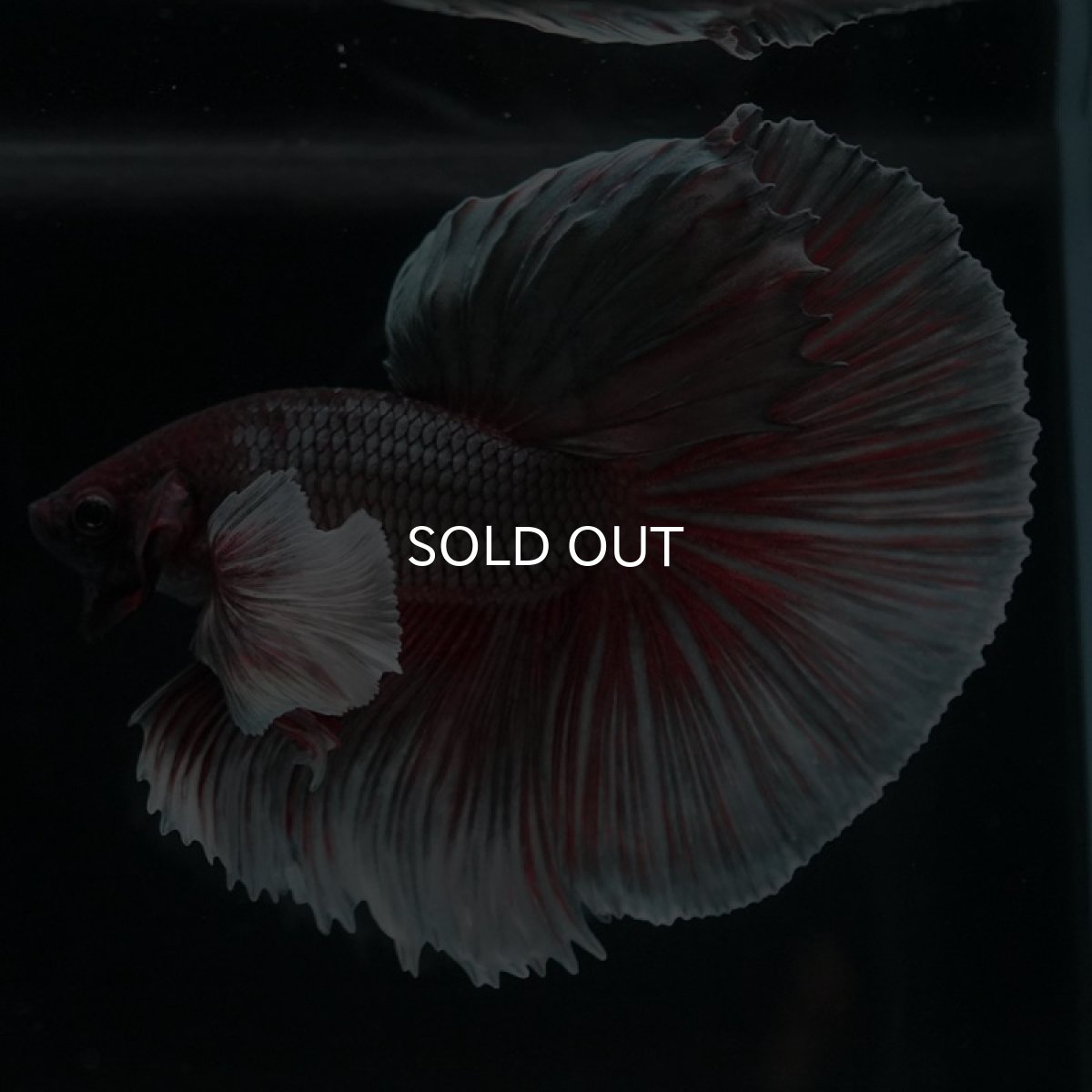 画像4: HMダンボ ファンシーカッパー (4)