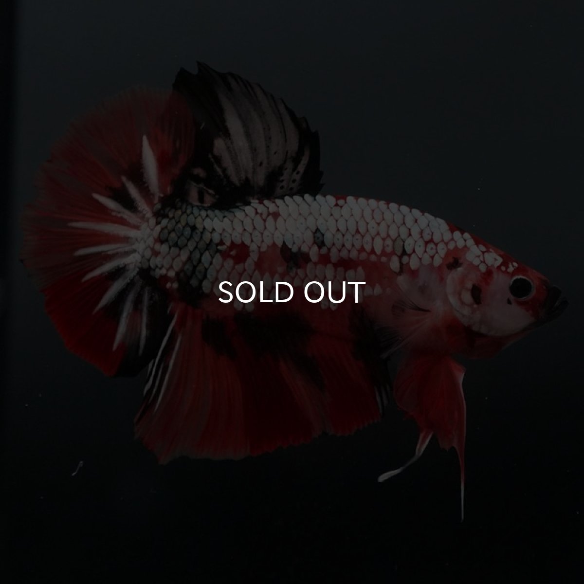 画像6: GHMPK キャンディカッパー (6)