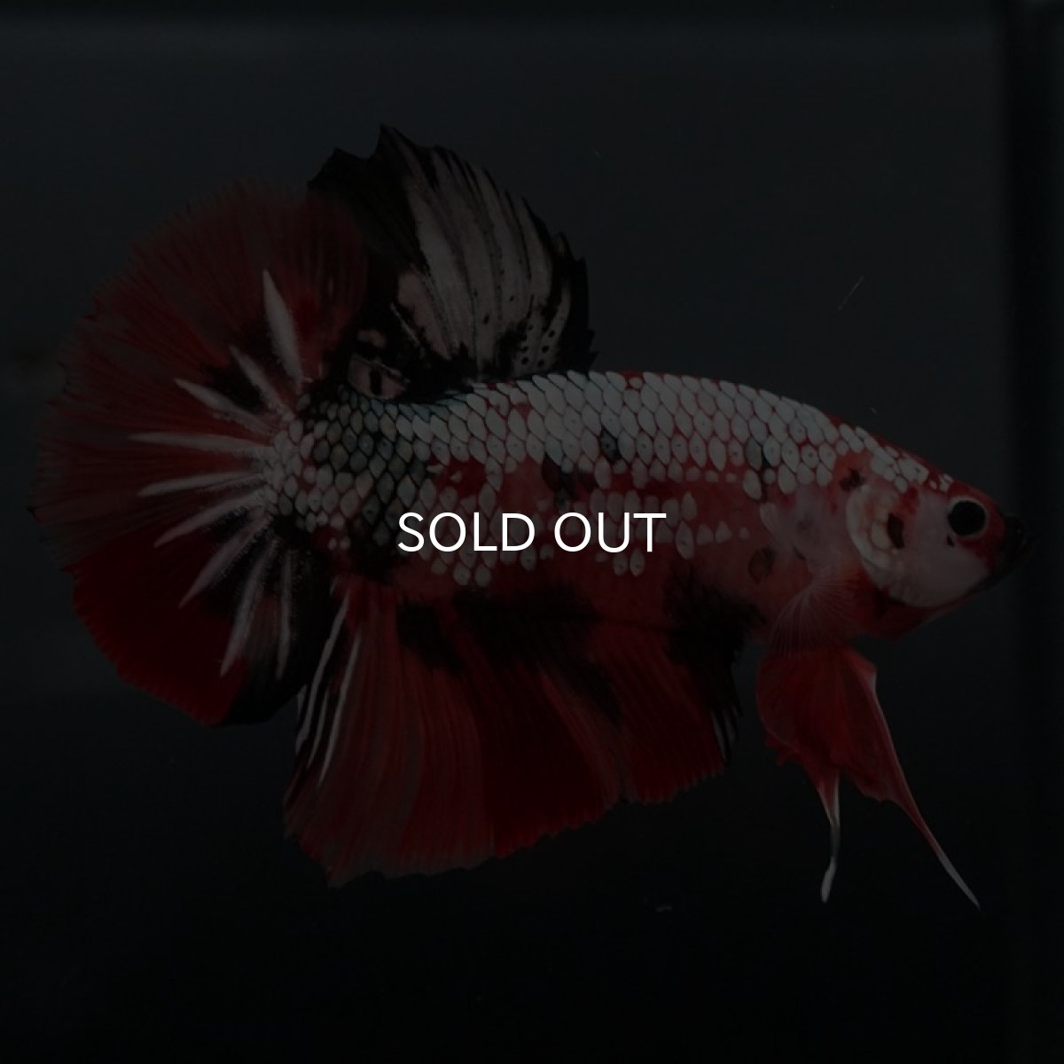 画像2: GHMPK キャンディカッパー (2)