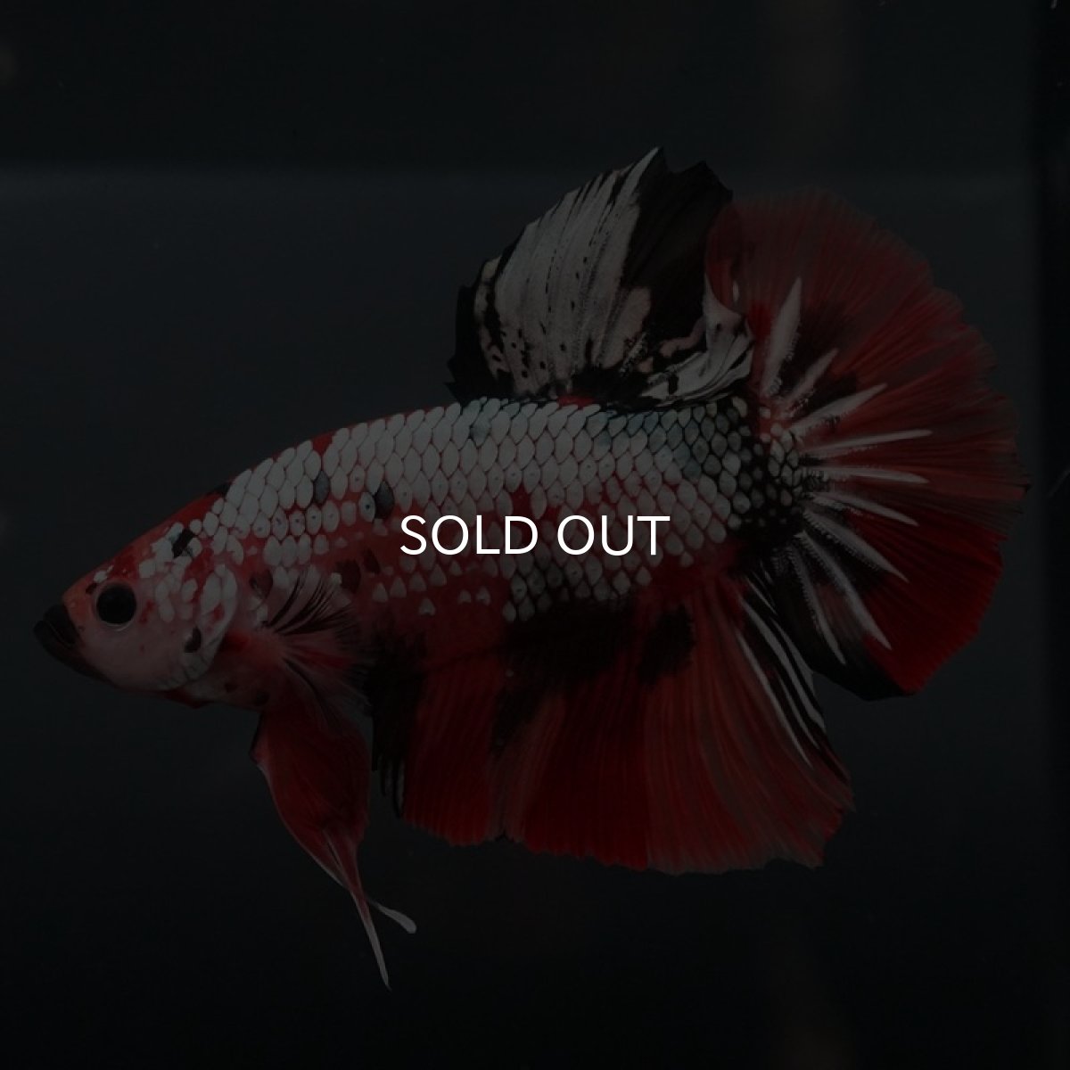 画像5: GHMPK キャンディカッパー (5)