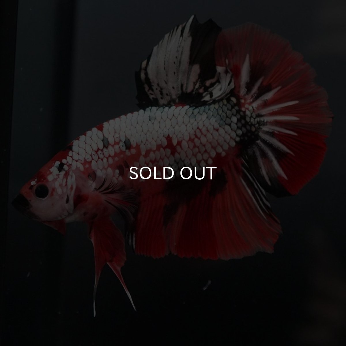 画像3: GHMPK キャンディカッパー (3)