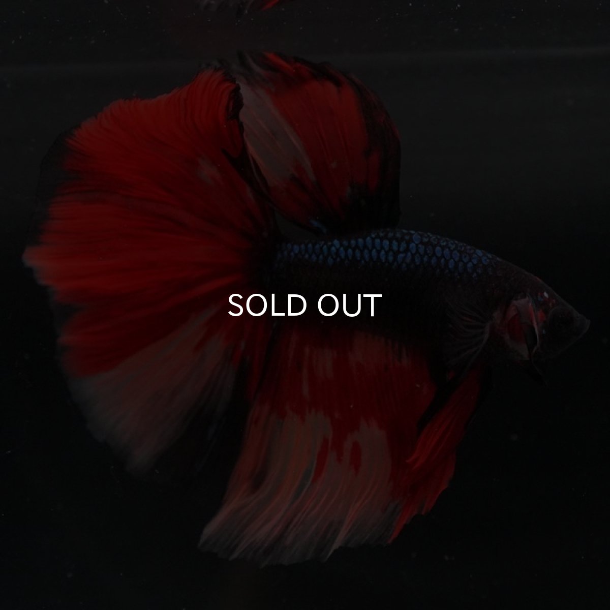 画像9: HM ブラックキャンディ 変わり柄 (9)