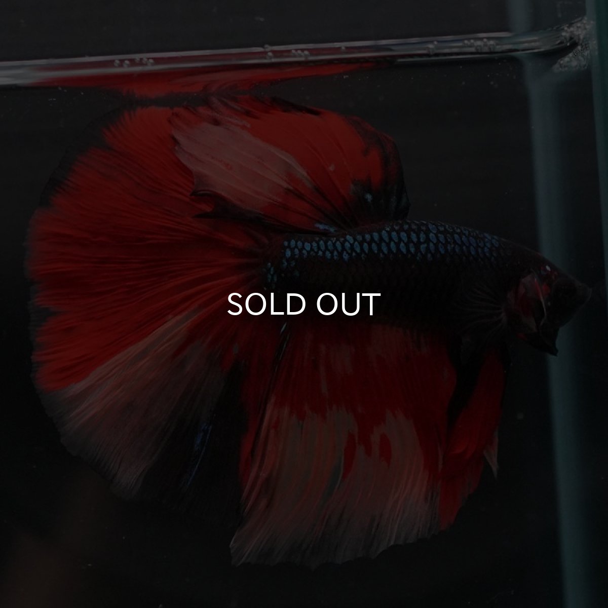 画像8: HM ブラックキャンディ 変わり柄 (8)