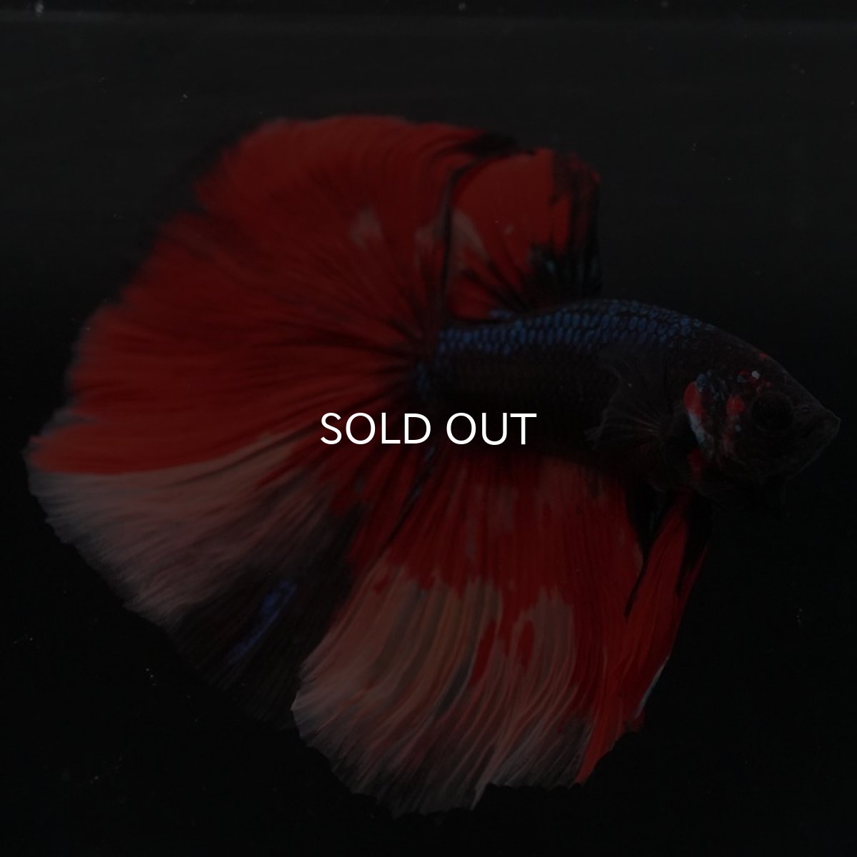 画像7: HM ブラックキャンディ 変わり柄 (7)