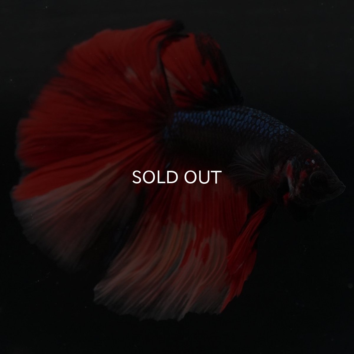 画像3: HM ブラックキャンディ 変わり柄 (3)