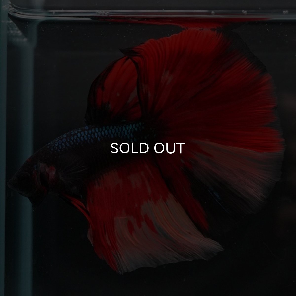 画像2: HM ブラックキャンディ 変わり柄 (2)