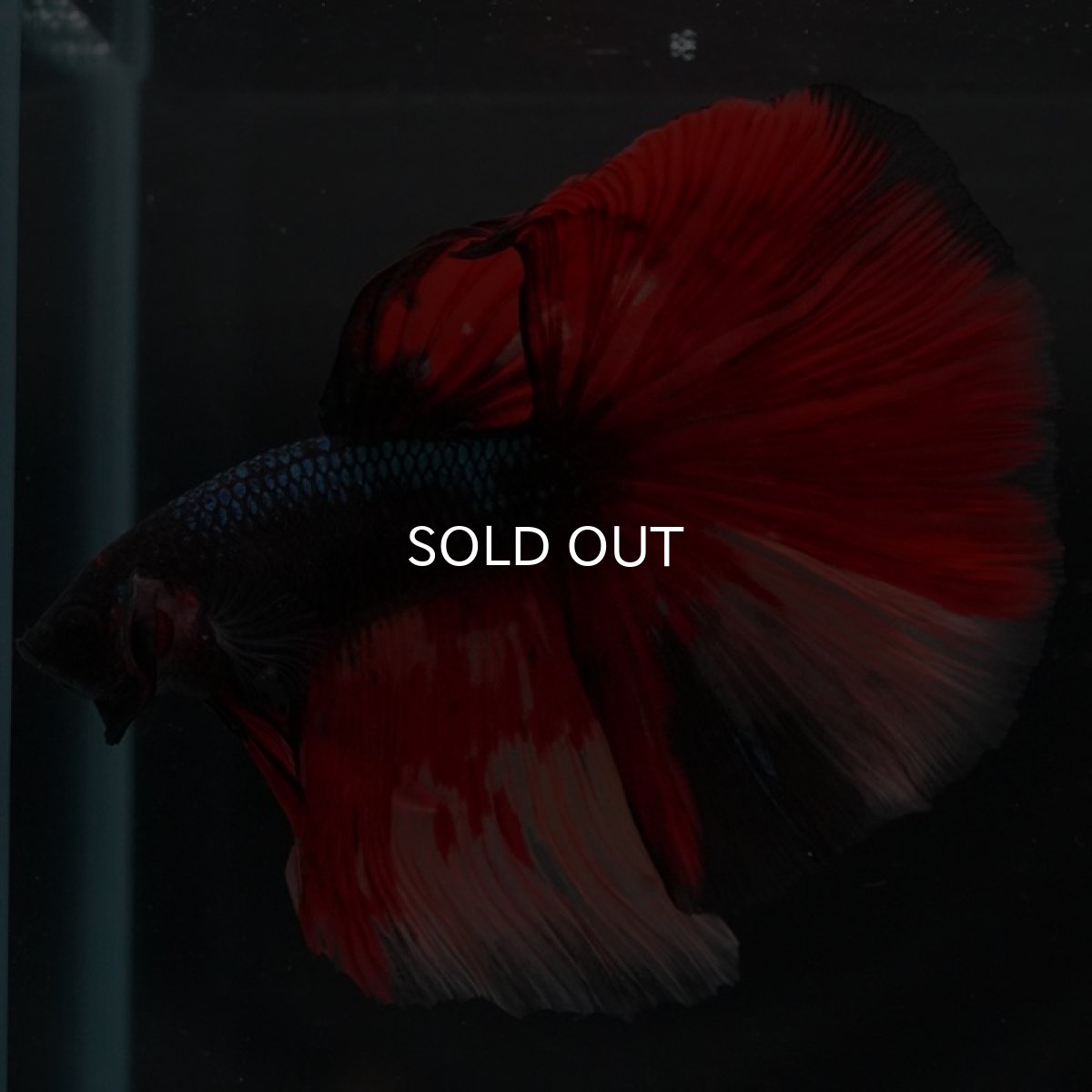 画像6: HM ブラックキャンディ 変わり柄 (6)