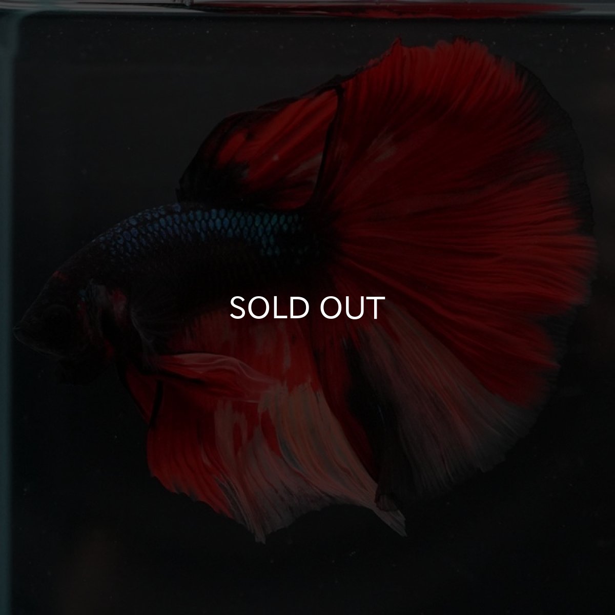 画像4: HM ブラックキャンディ 変わり柄 (4)