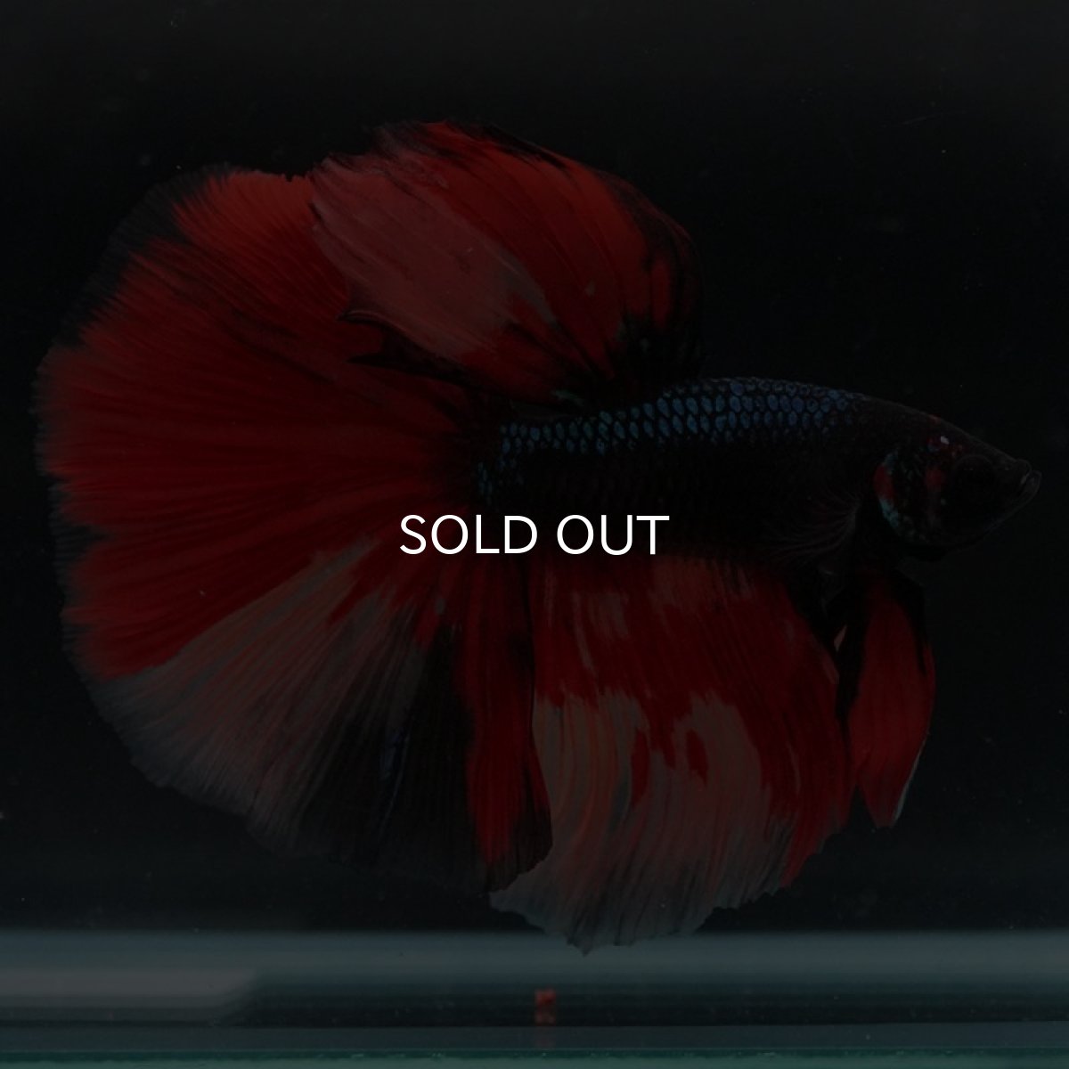 画像5: HM ブラックキャンディ 変わり柄 (5)