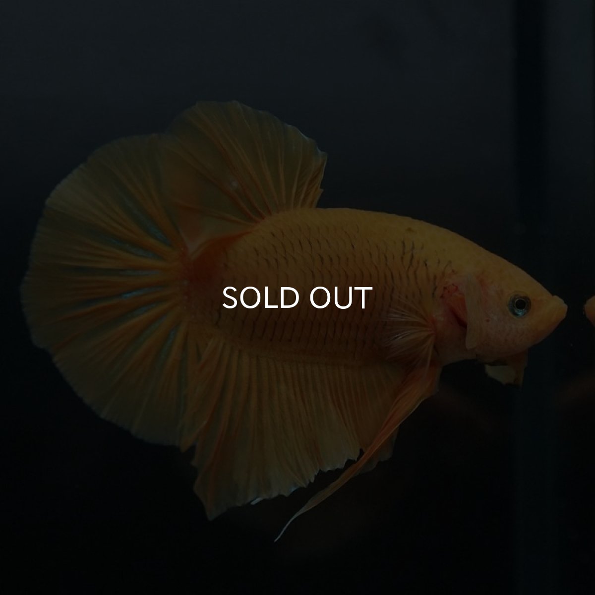 画像7: GHMPK ソリッドイエロー (7)