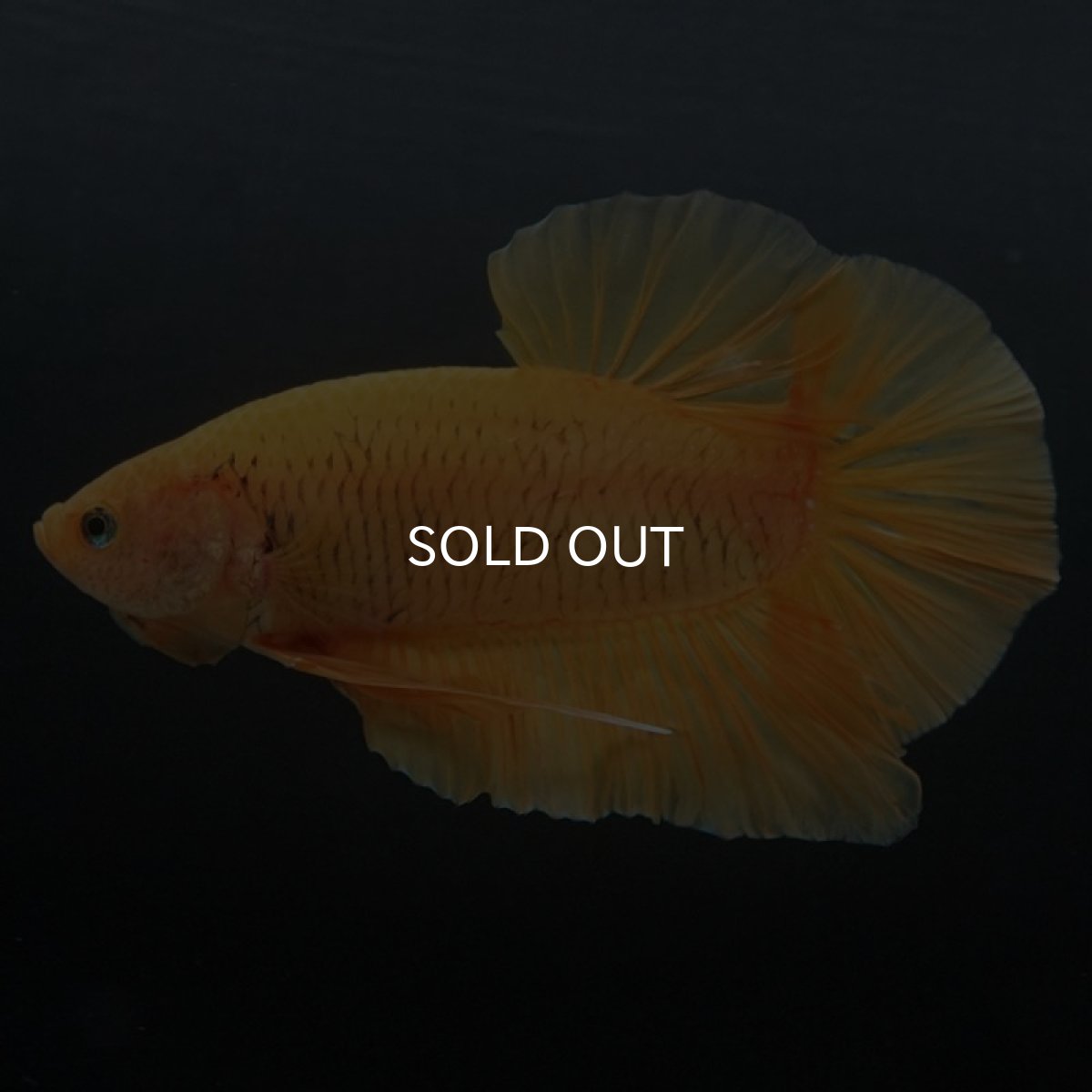 画像6: GHMPK ソリッドイエロー (6)