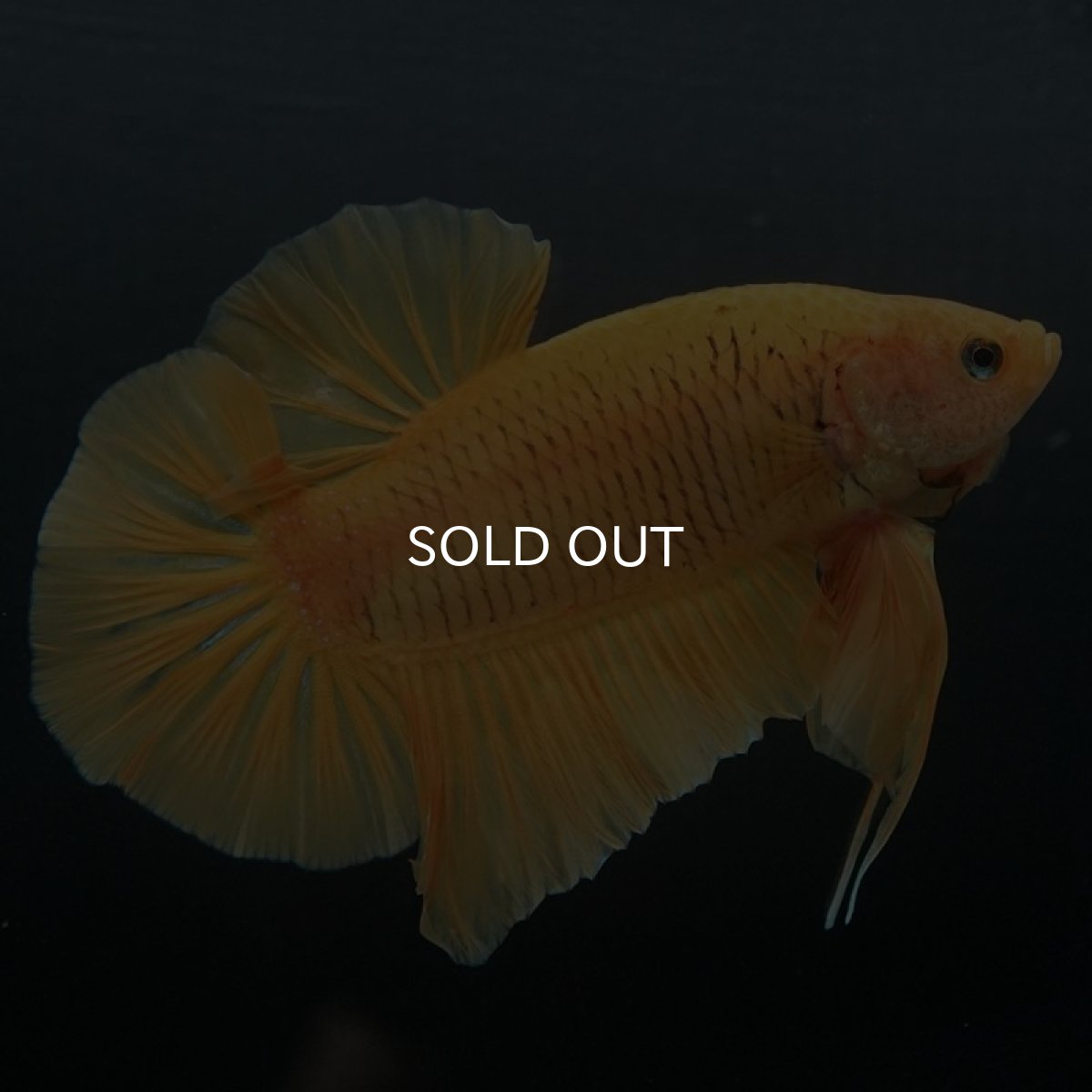 画像3: GHMPK ソリッドイエロー (3)