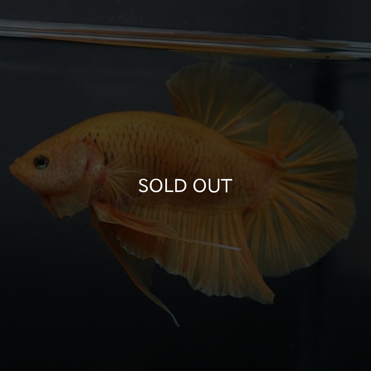 画像4: GHMPK ソリッドイエロー (4)