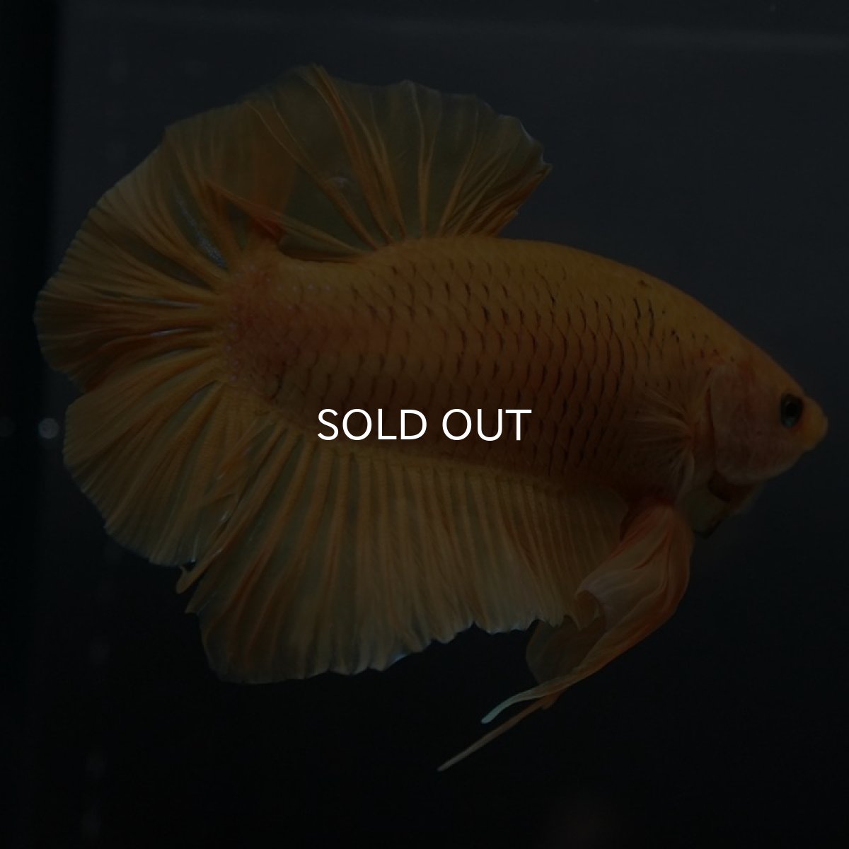 画像5: GHMPK ソリッドイエロー (5)