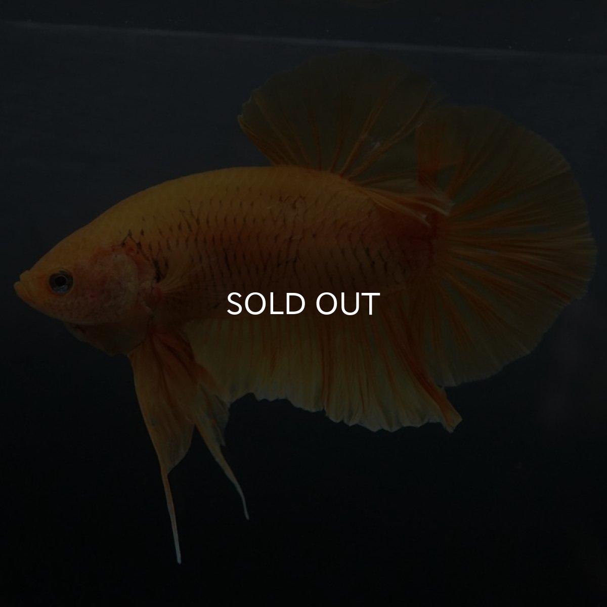 画像2: GHMPK ソリッドイエロー (2)