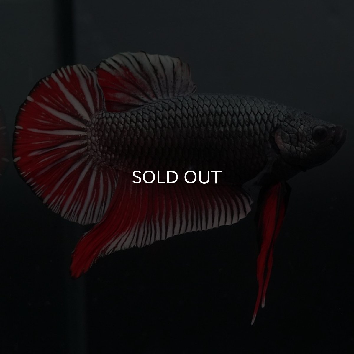 画像6: GHMPK　レッドカッパー (6)