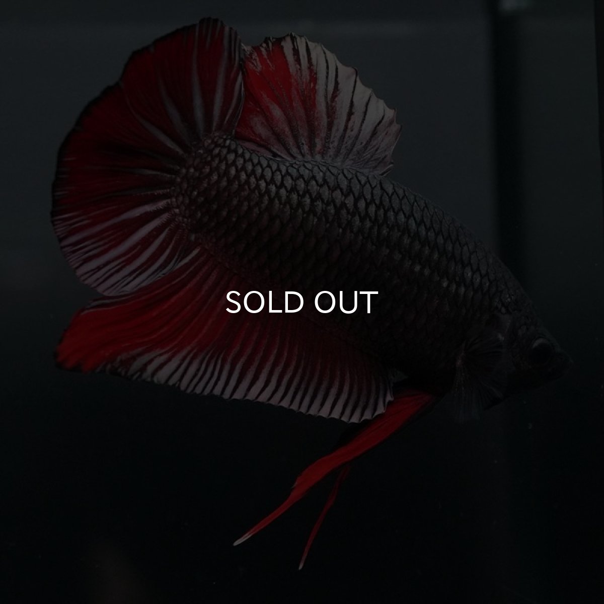 画像5: GHMPK　レッドカッパー (5)