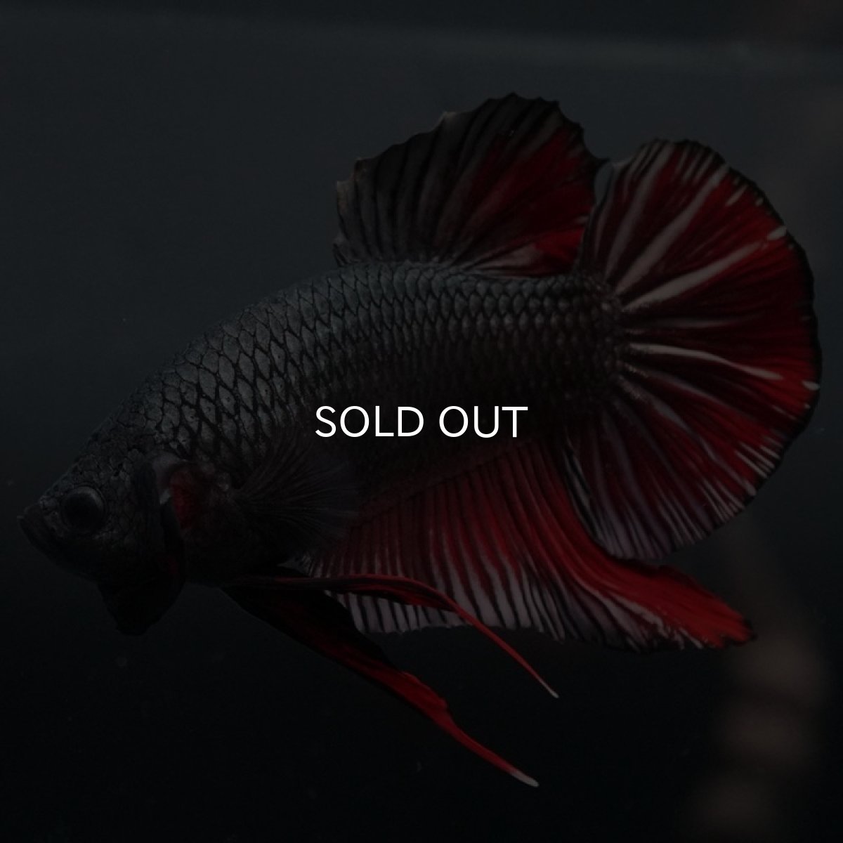 画像8: GHMPK　レッドカッパー (8)