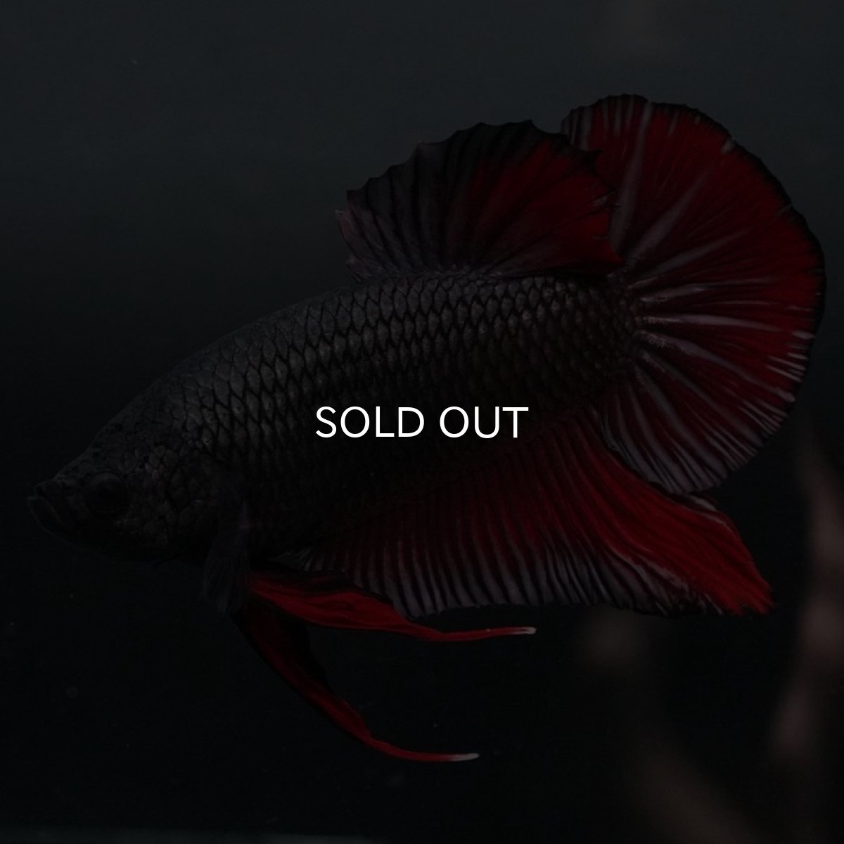 画像7: GHMPK　レッドカッパー (7)