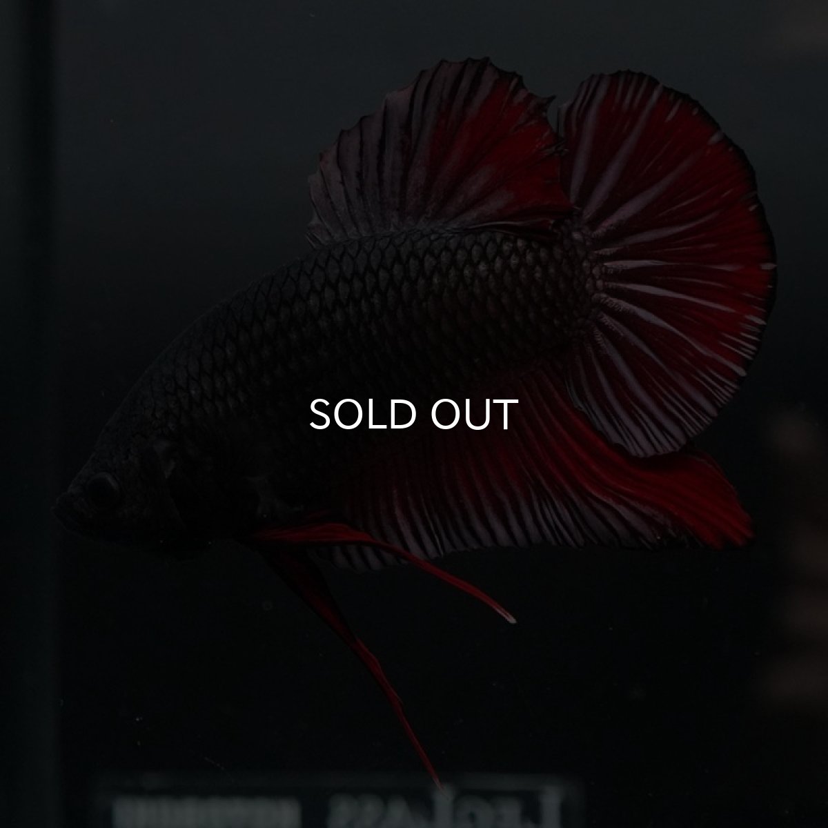 画像4: GHMPK　レッドカッパー (4)