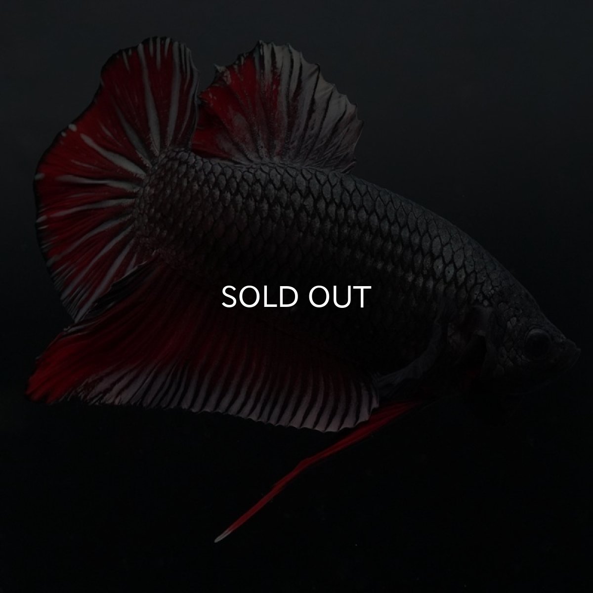 画像3: GHMPK　レッドカッパー (3)