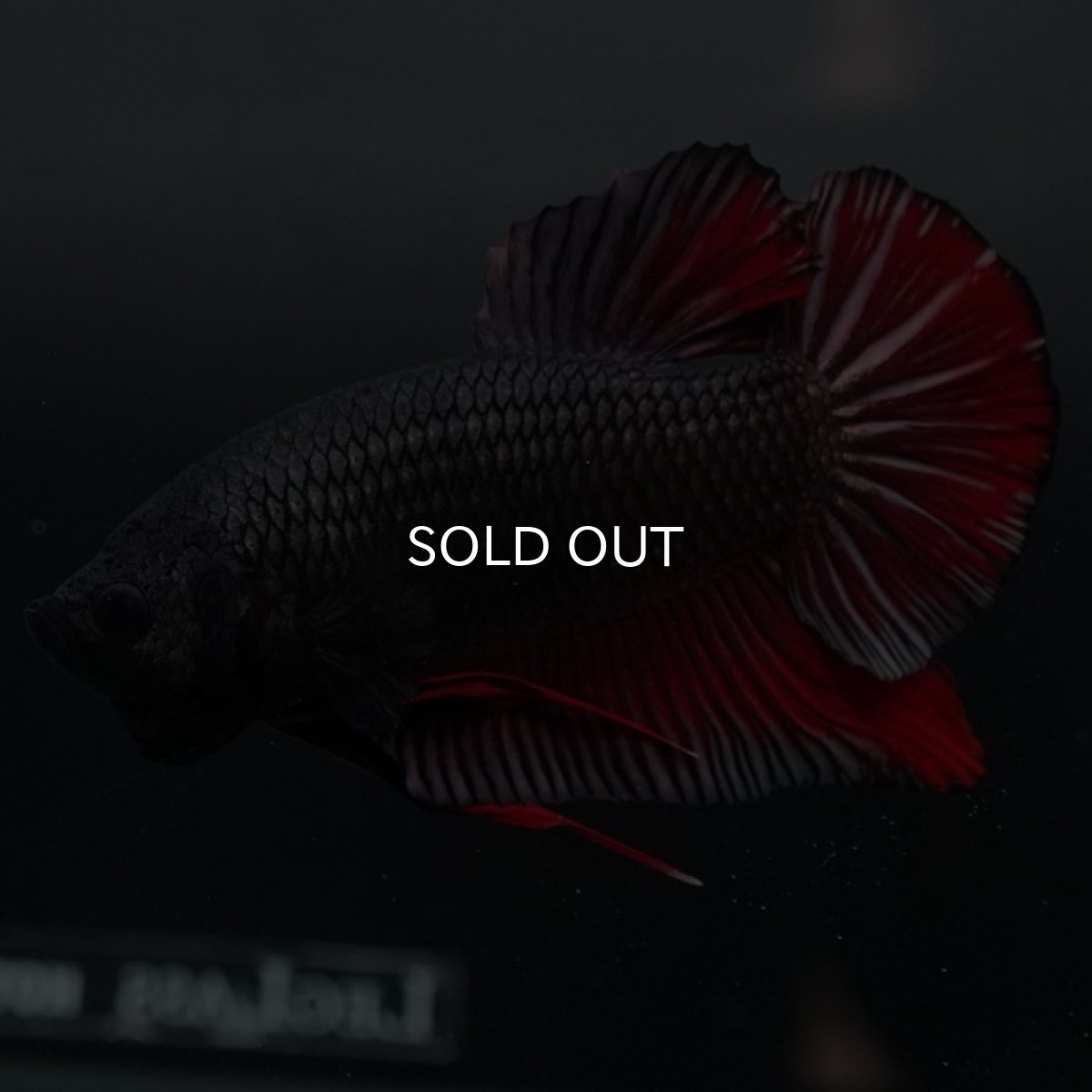 画像2: GHMPK　レッドカッパー (2)