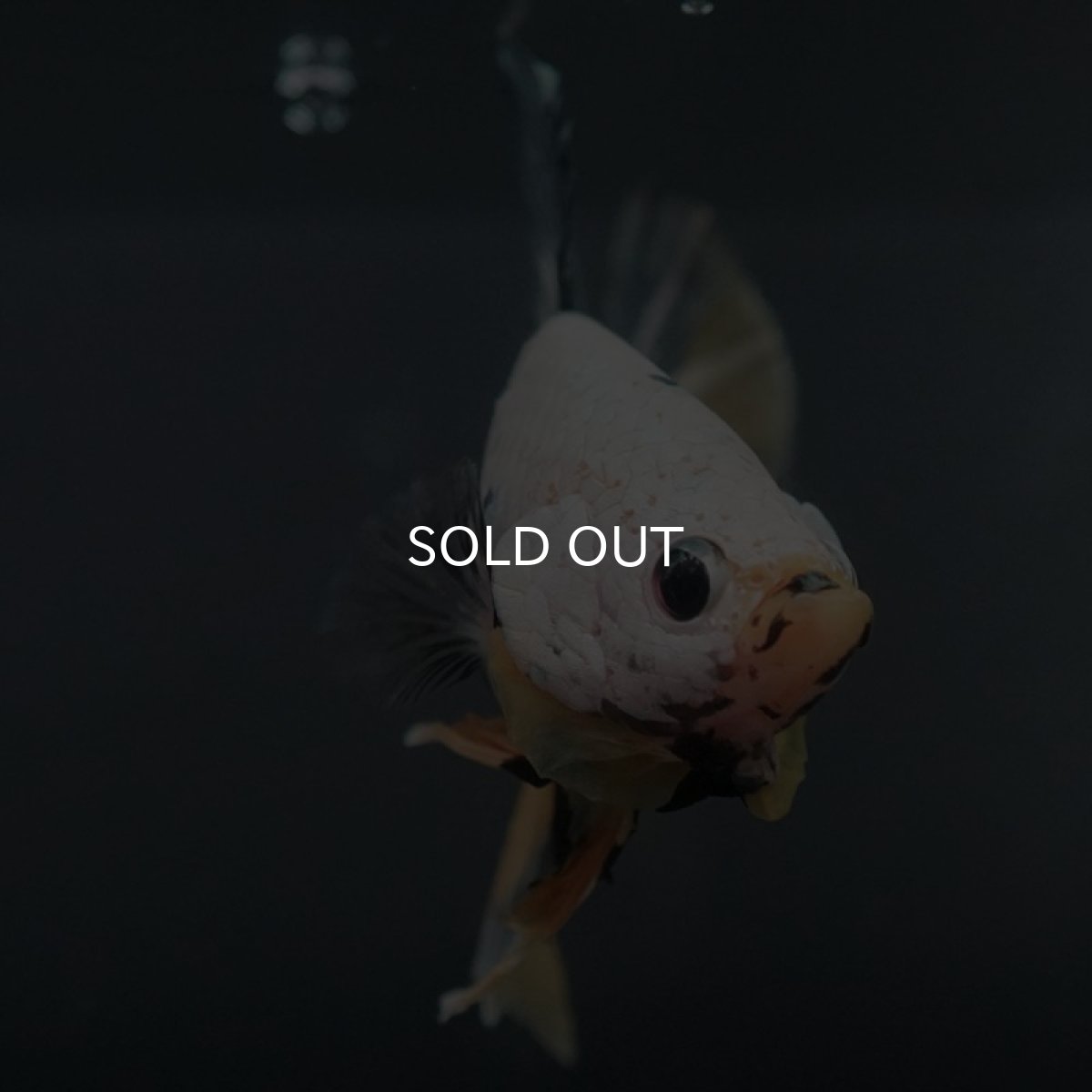 画像6: GHMPK イエローカッパー (6)