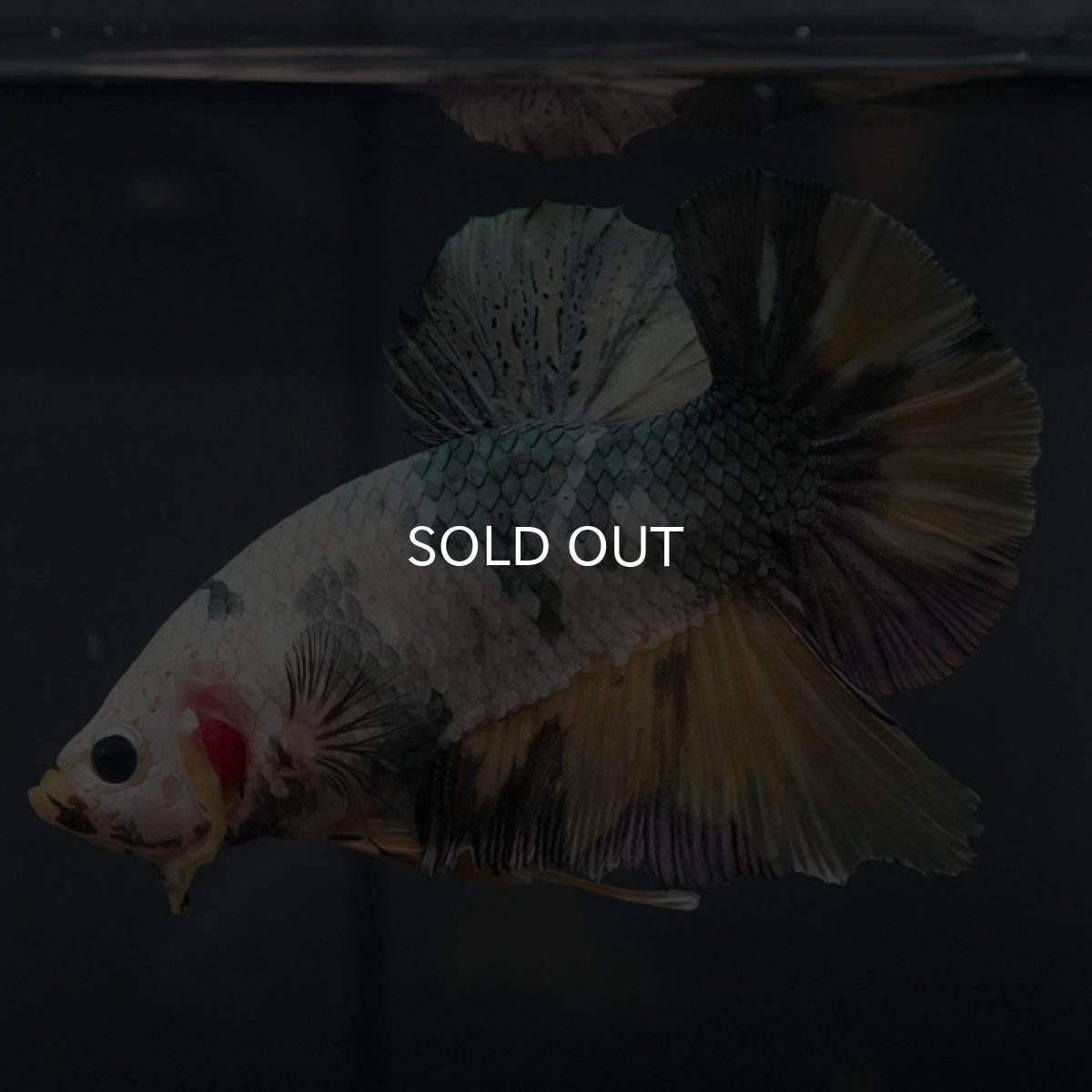 画像7: GHMPK イエローカッパー (7)