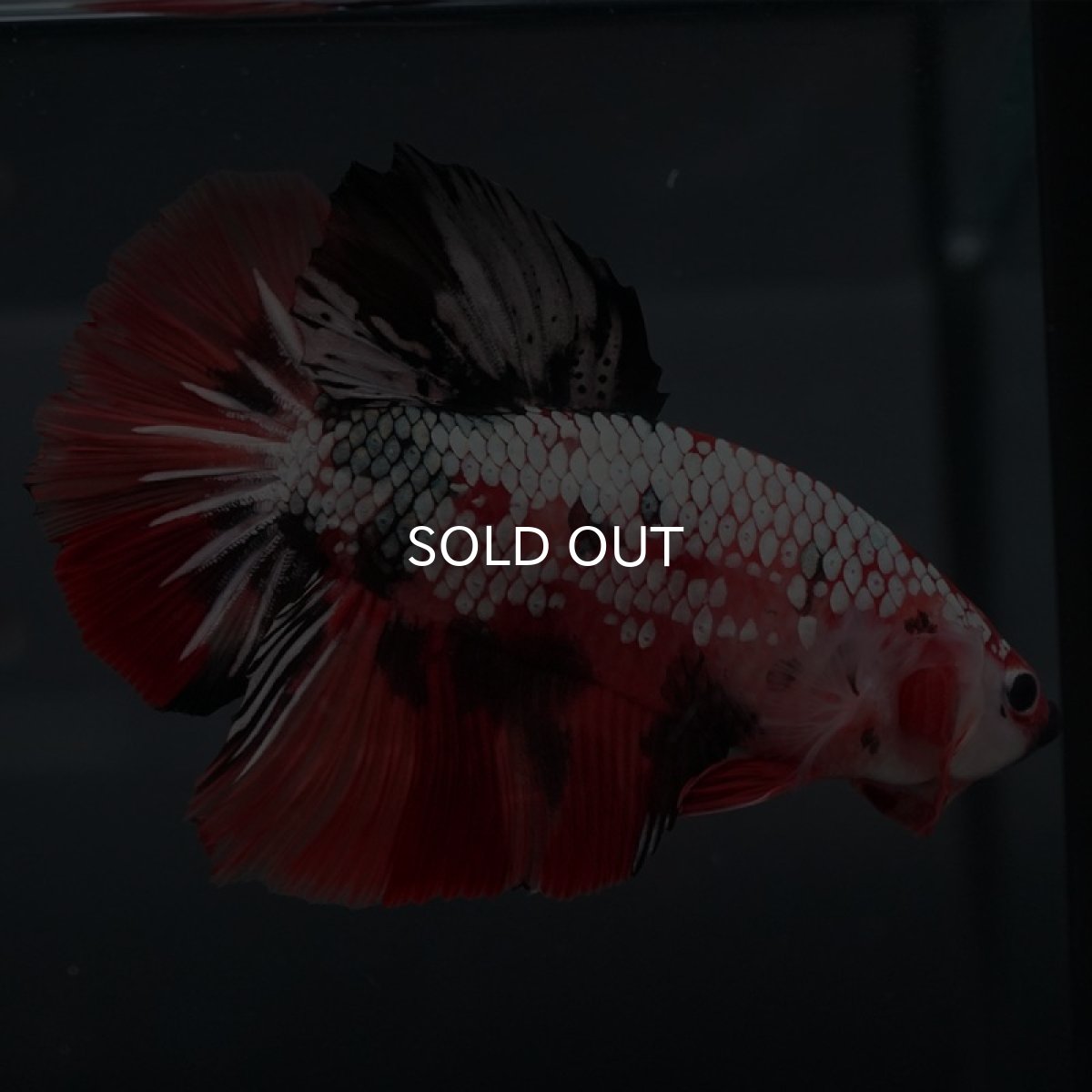 画像4: GHMPK キャンディカッパー (4)