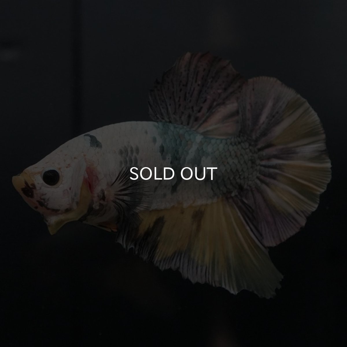 画像3: GHMPK イエローカッパー (3)