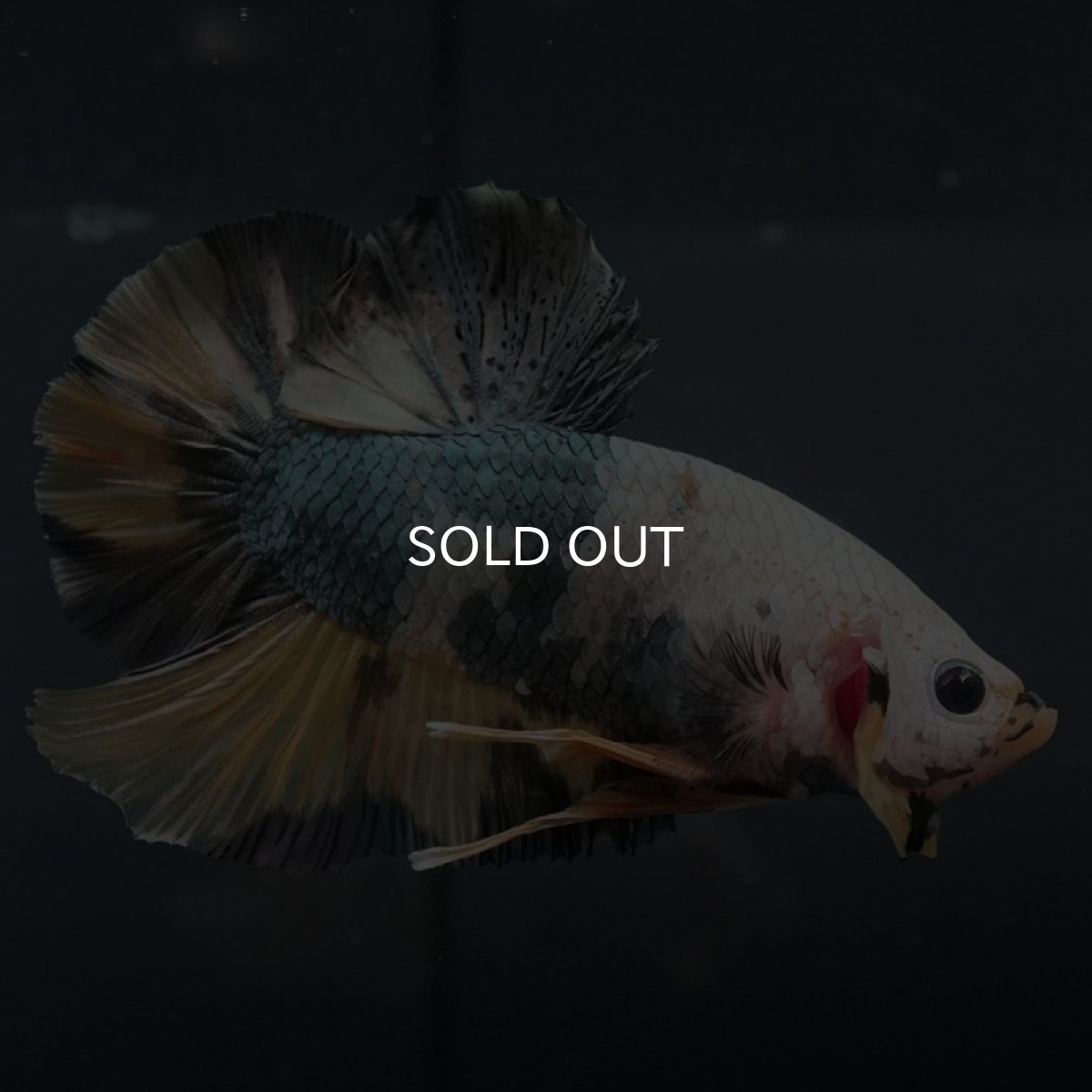 画像4: GHMPK イエローカッパー (4)