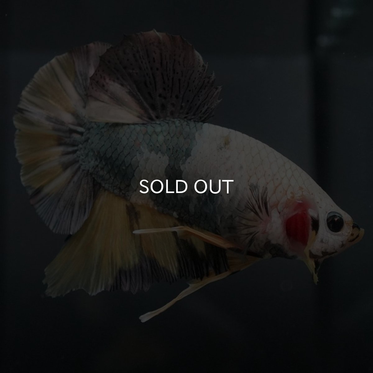 画像2: GHMPK イエローカッパー (2)