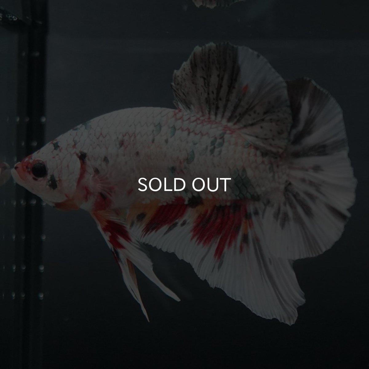 画像7: GHMPK ホワイトカッパーマーブル (7)